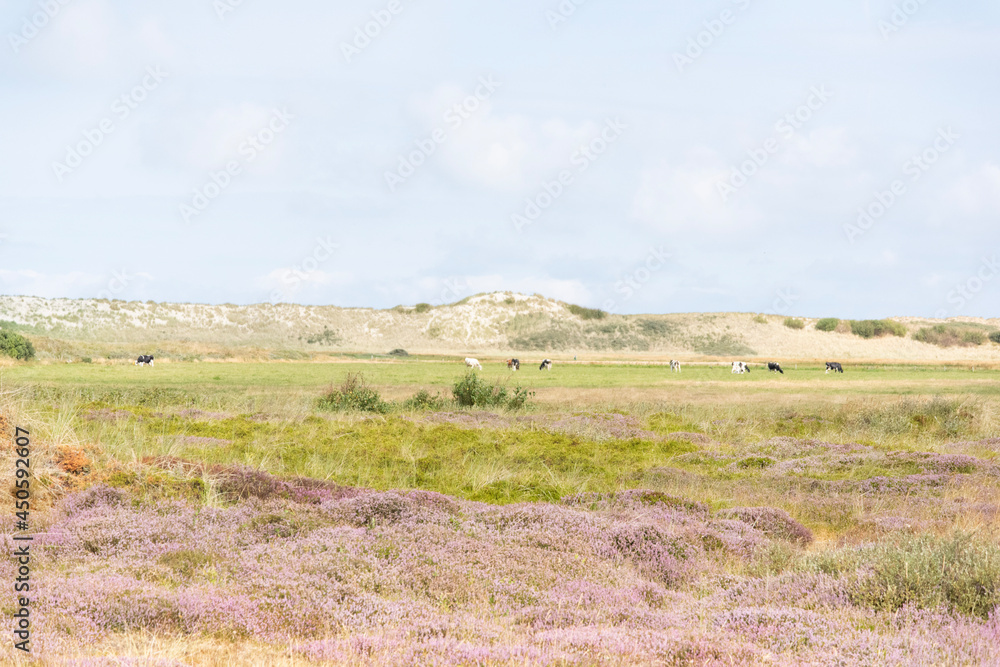 Obraz premium landscape with sky