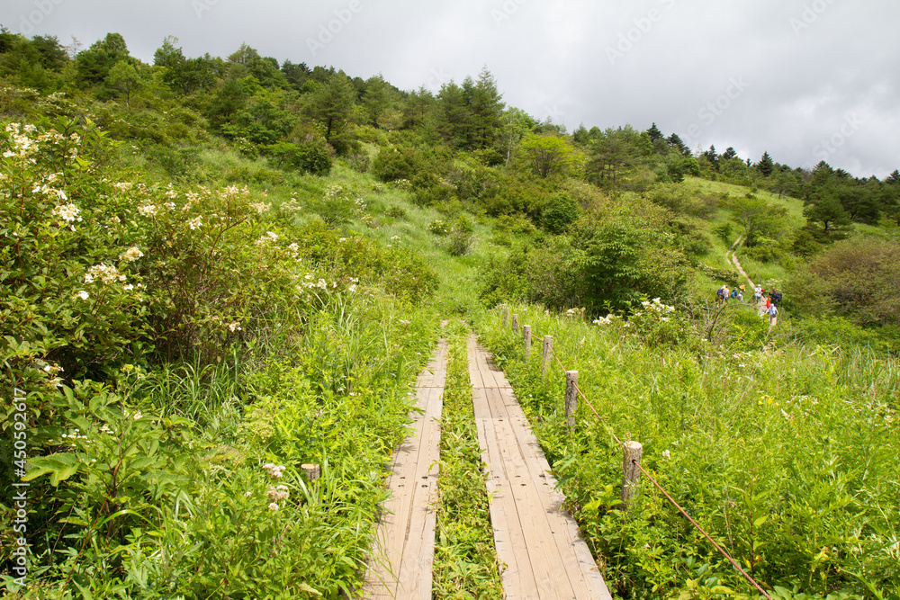 Obraz premium 矢島湿原