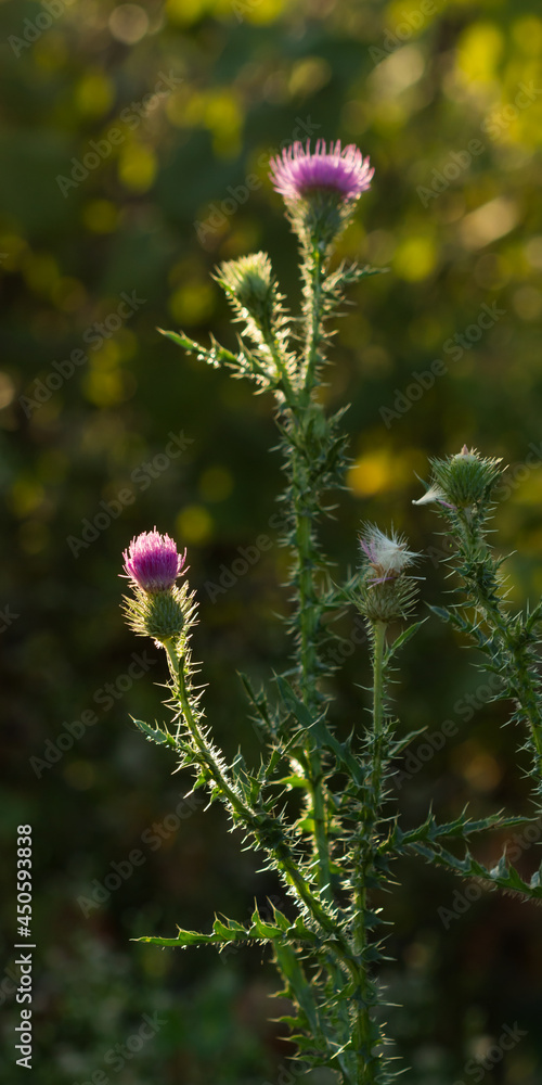 Obraz premium The spiny plumeless thistle (lat. Carduus acanthoides), of the family Asteraceae (the daisy family).