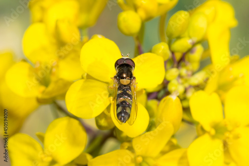 bee on yellow flower