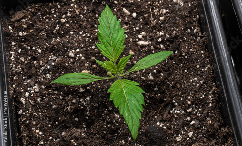 Newly born marijuana plant, in its first stages of life, first leaves. Future medicine.
