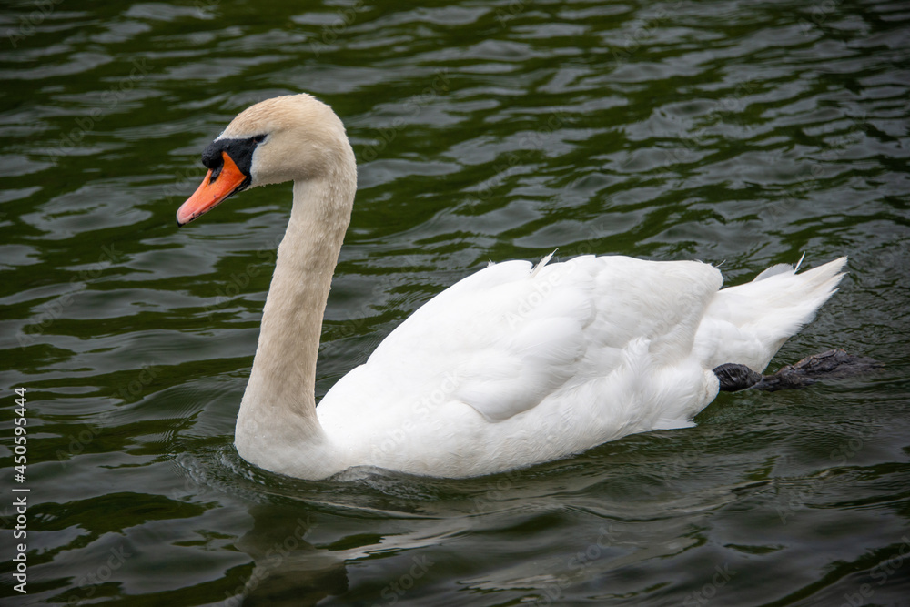 Obraz premium A close-up of a beautiful, elegant, white cygnet swan swimming in deep blue water. The swan's neck is straight and it is looking forward. It has a large orange beak with black close to the eyes.
