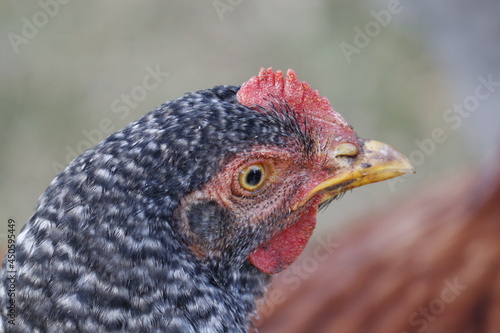 portrait of a chicken