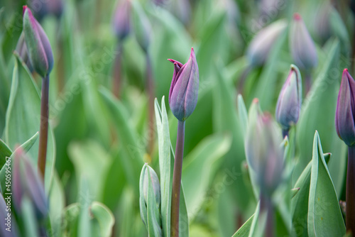 A macro of a tulip bud. The bud has some purple and yellow color and there's a pink one in the background. The stems are a little blurred or out of focus. The spring flower hasn't started to open.