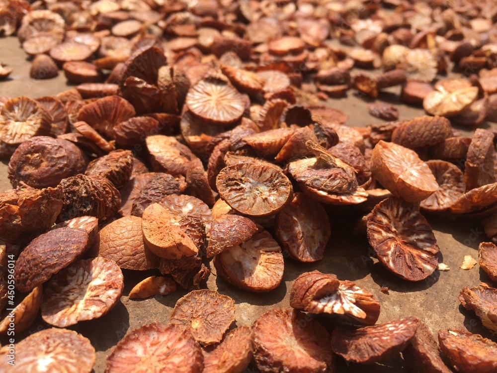 Fototapeta premium Sliced ​​betel nut that is being dried by the sun method