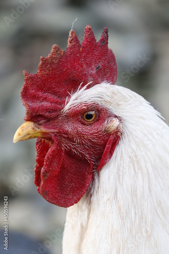 close up of a rooster