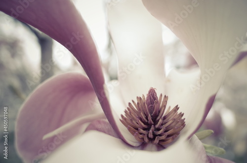 木蓮