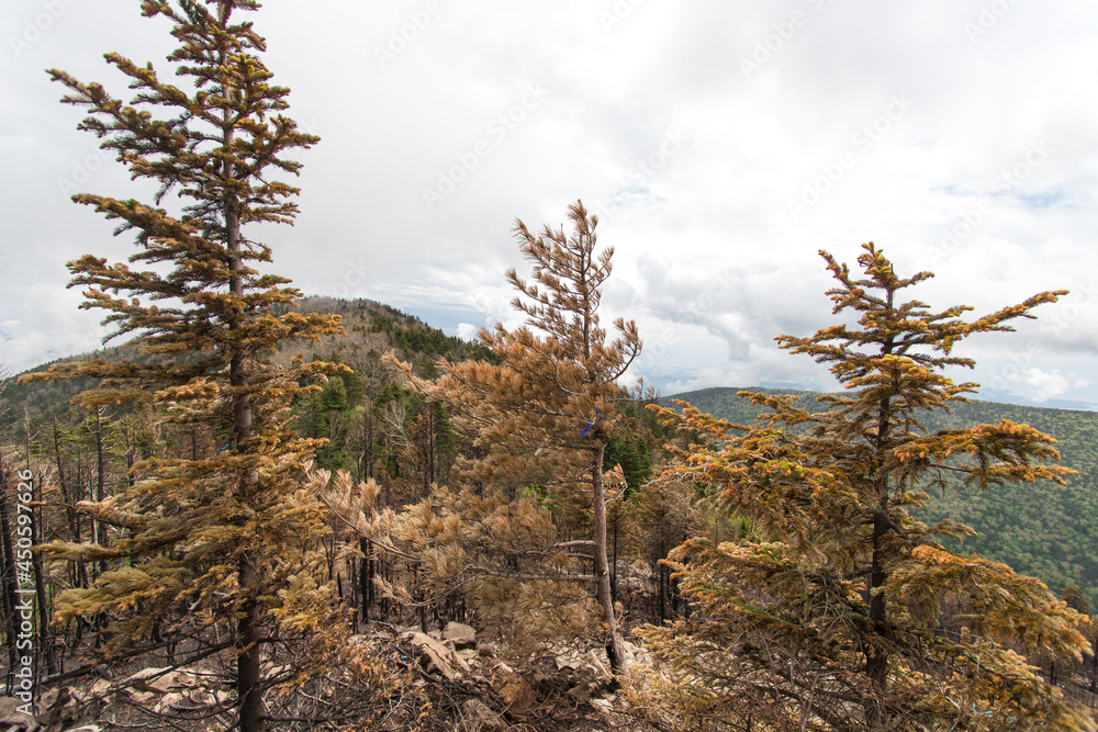 Obraz premium pine tree in the desert