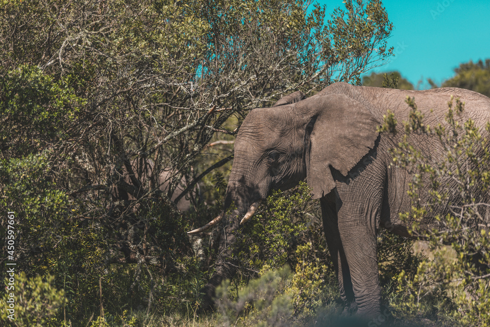 Fototapeta premium Elephant in a field in South Africa.