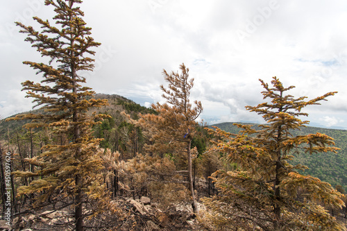 pine tree in the desert