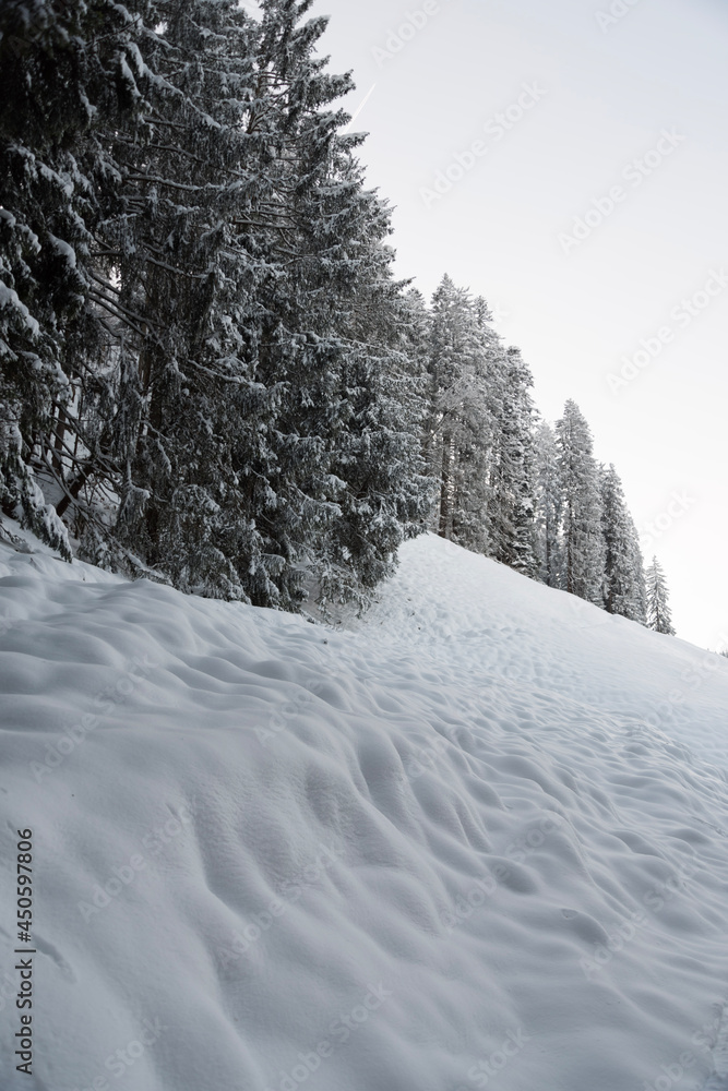Fototapeta premium snow covered trees