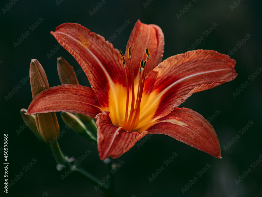 A flower like a small copy of a volcano A flower like a small copy of a volcano
