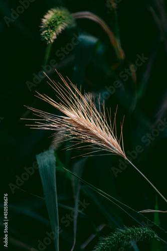 Fototapeta Naklejka Na Ścianę i Meble -  A dry blade of grass in a field reminds of the nearness of autumn
