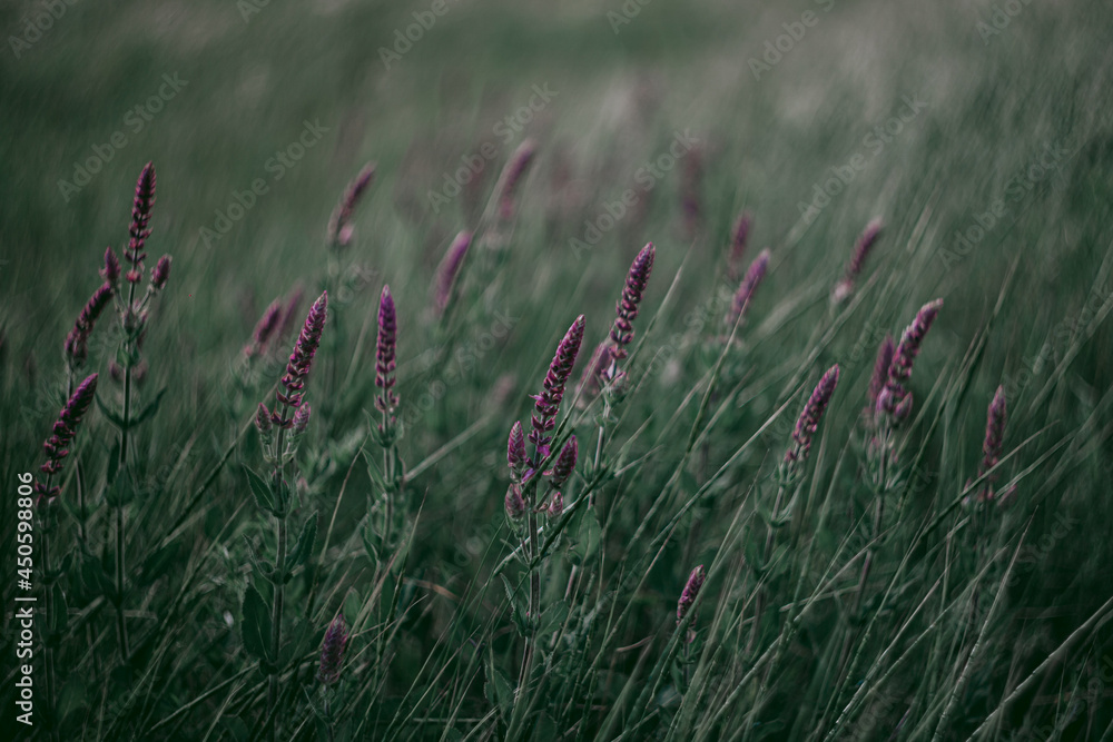 Endless fields of meadow grasses on a summer evening Endless fields of meadow grasses on a summer evening