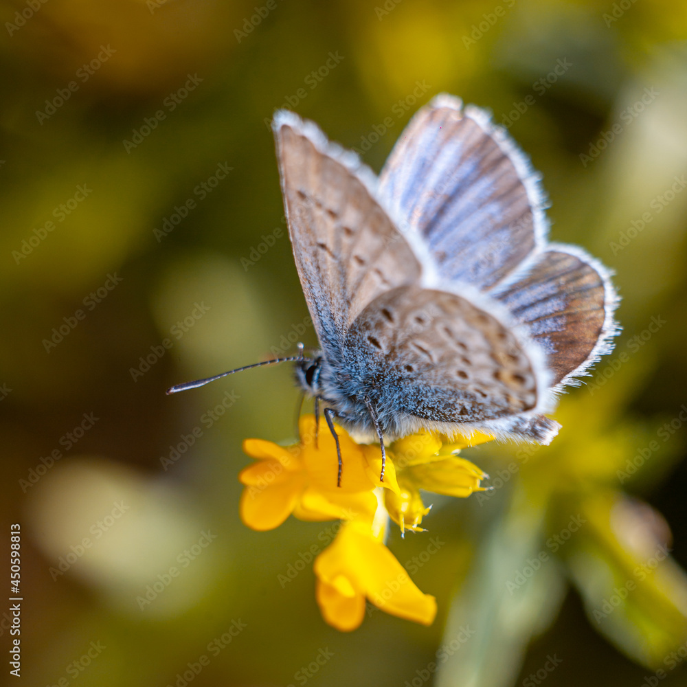 Fototapeta premium Delicate coquette butterfly sat down on a flower