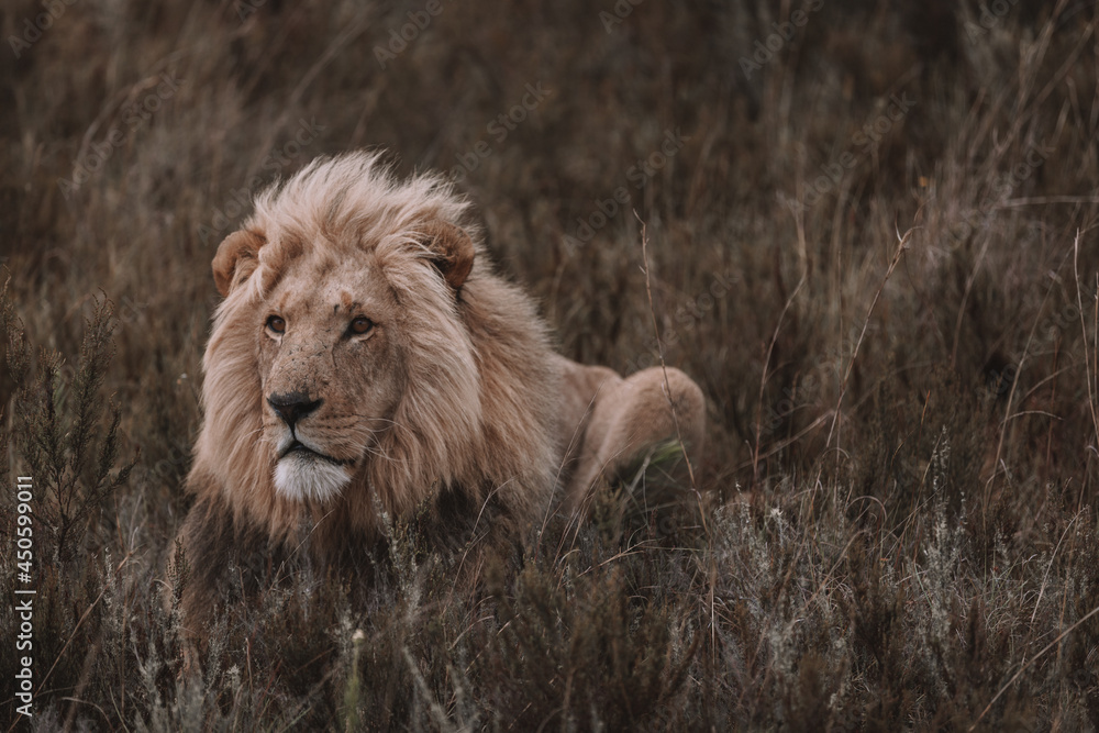 African lion sitting in and empty field. 