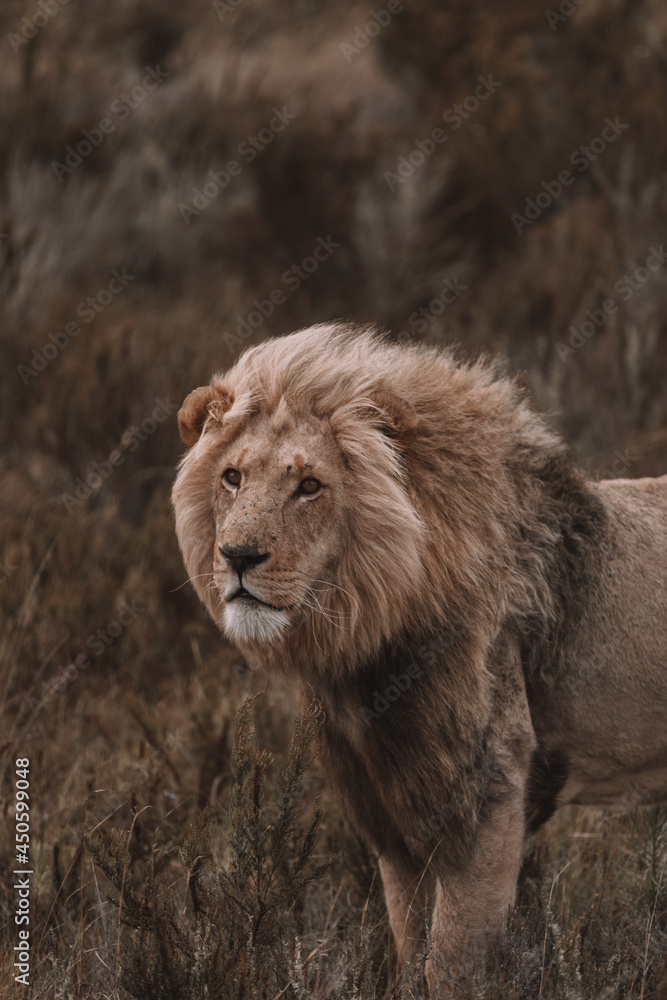 African lion sitting in and empty field. 