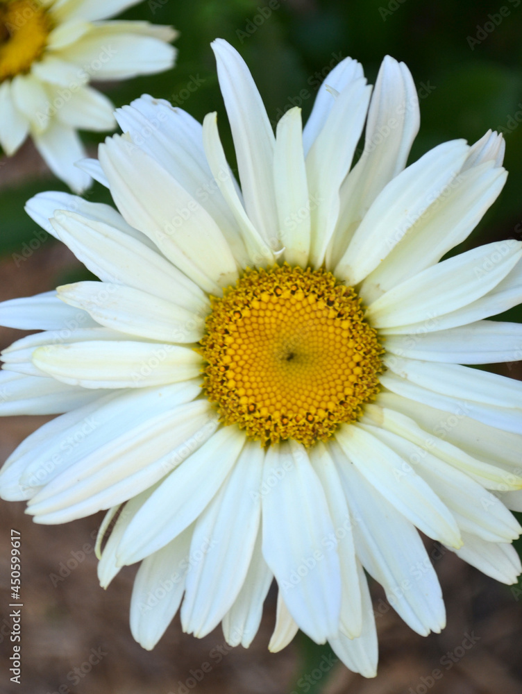 Fototapeta premium daisy flower closeup