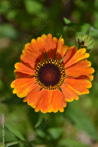 orange flower in the garden