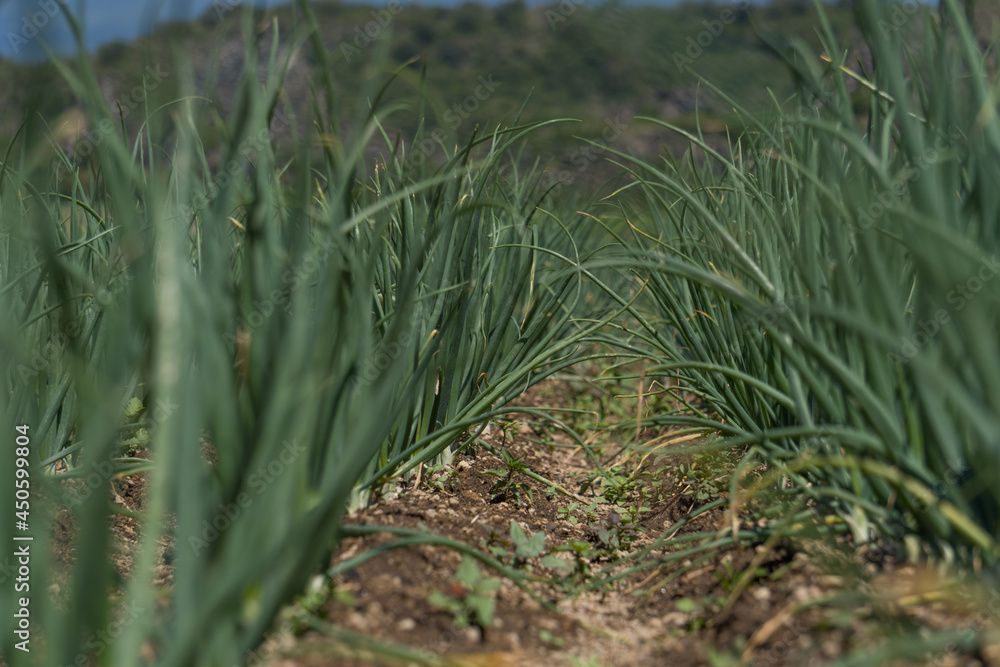 An agricultural field with green onion plantations An agricultural field with green onion plantations