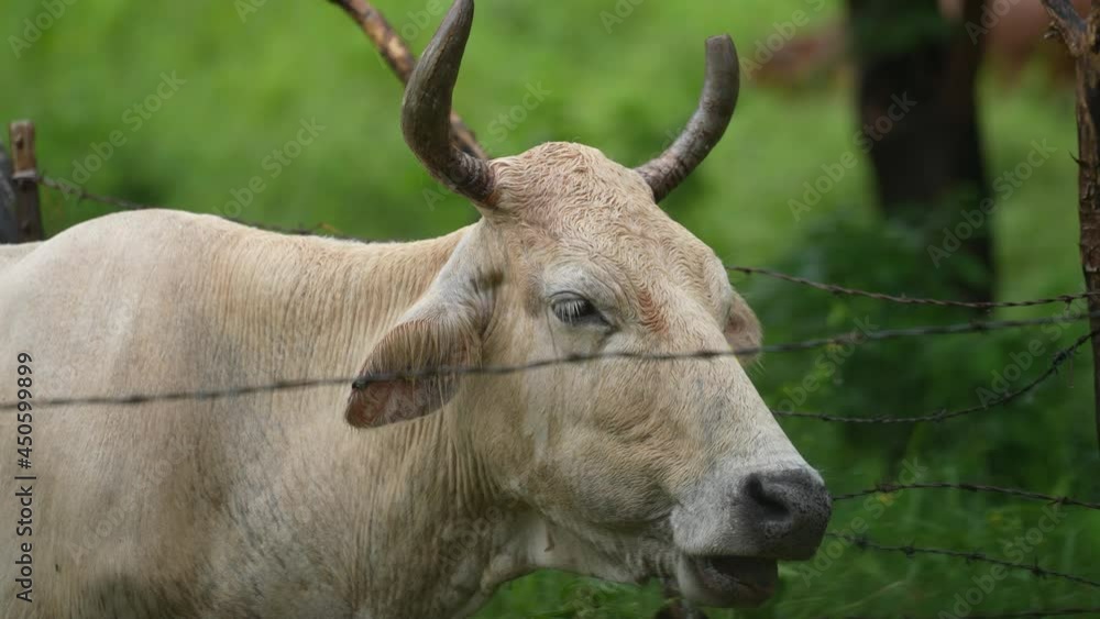 Close Up of Bull Behind Barbwire, Domestic Animal and Livestock Farming in Countryside of Mexico, Full Frame Slow Motion Close Up of Bull Behind Barbwire, Domestic Animal and Livestock Farming in Countryside of Mexico, Full Frame Slow Motion