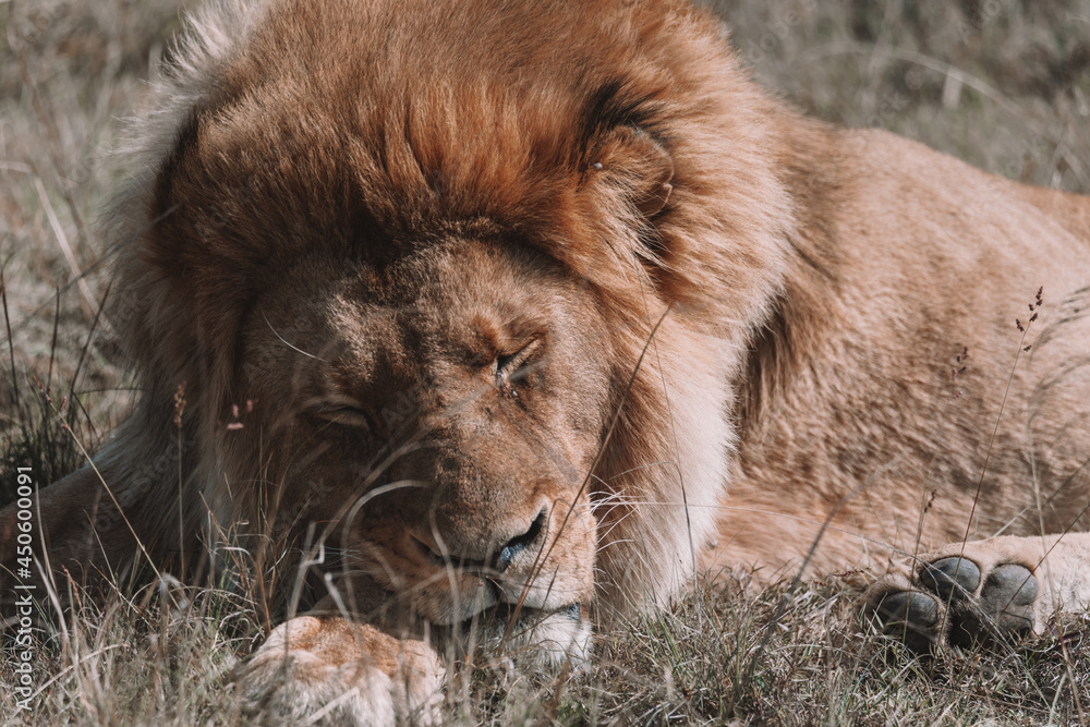 Naklejka premium African lion sitting in and empty field. 