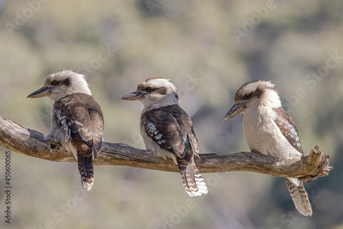 Photos Laughing Kookaburra's perched on tree branch