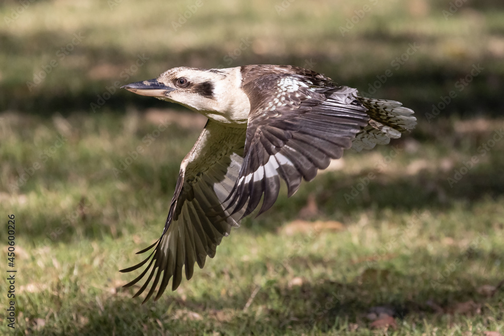 Australian Laughing Kookaburra in flight Australian Laughing Kookaburra in flight