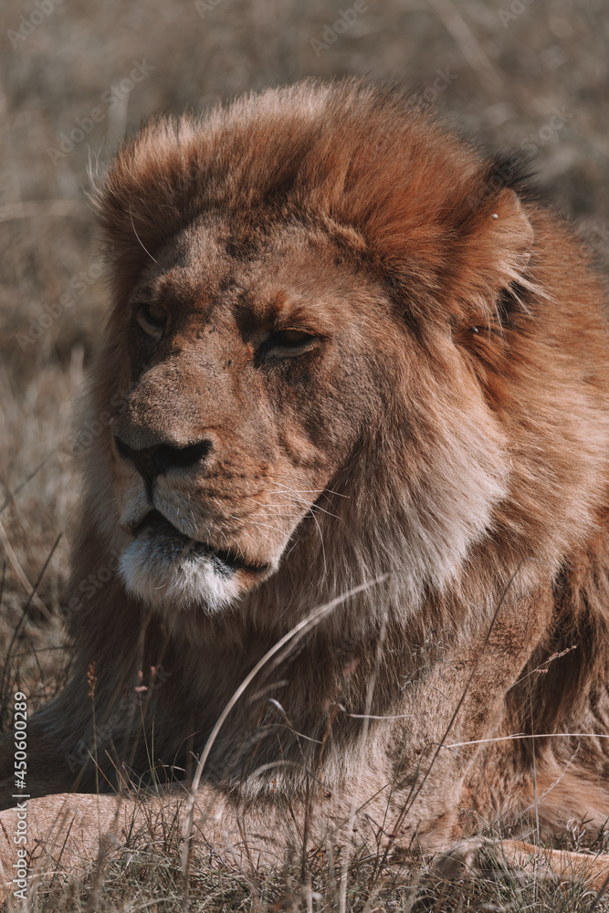 Obraz premium African lion sitting in and empty field.
