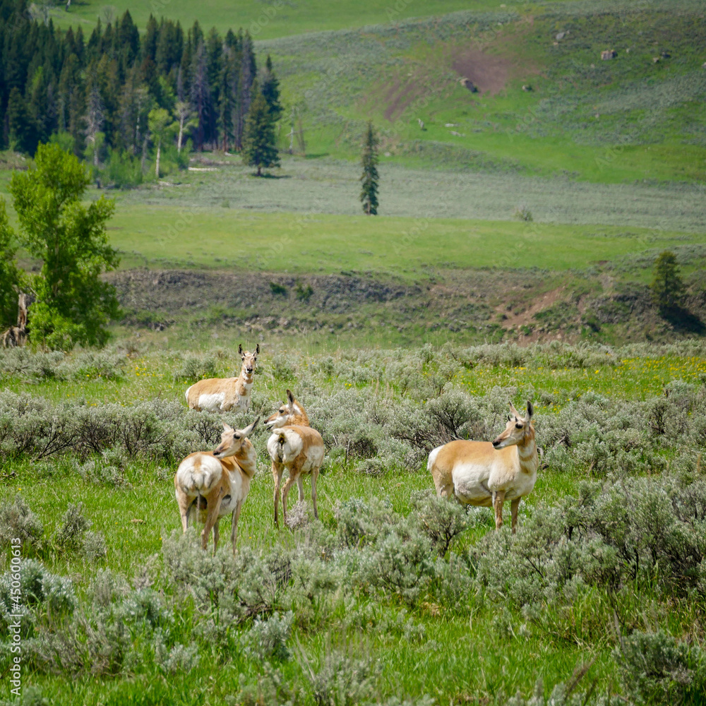 Fototapeta premium Pronghorn