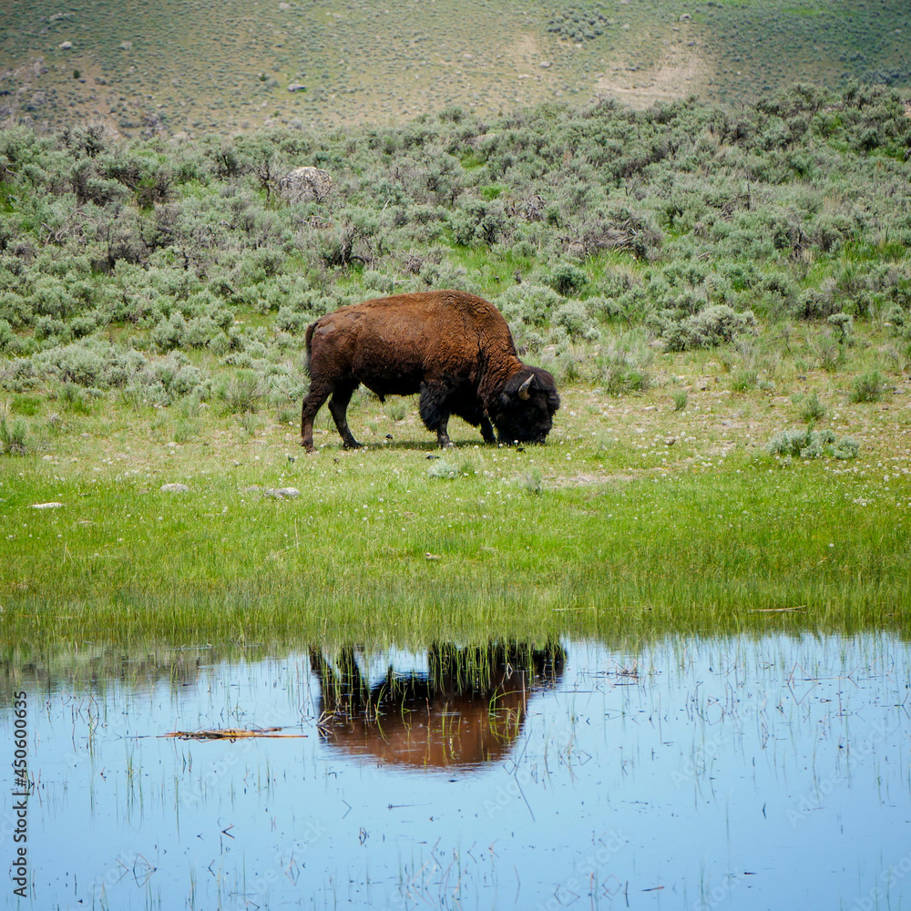 Bison Bison