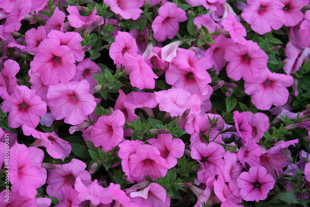 Flowers with pink color Flowers with pink color