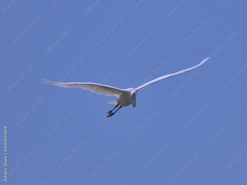 Obraz premium 青空と飛んでくる白い鳥