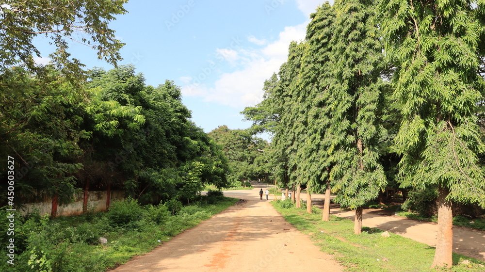 Trees on road side At HMT factory Bangalore landscape background Trees on road side At HMT factory Bangalore landscape background