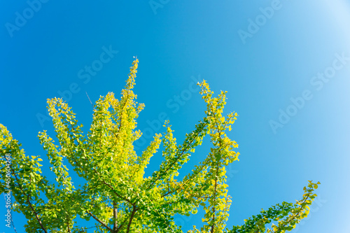 leaves against blue sky