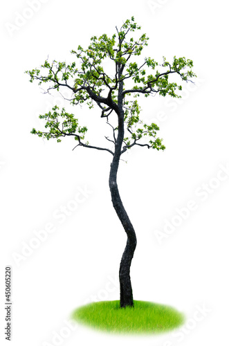 Green tree isolated on white background