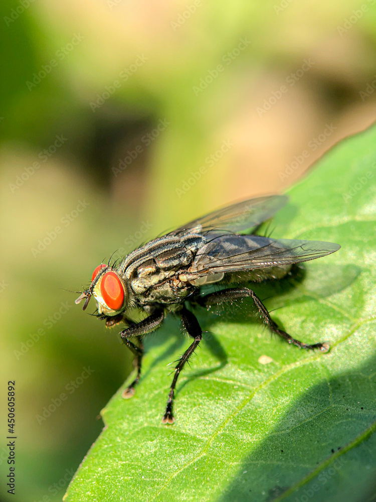 macro of green bottle fly extending it's hairy tongue
macro of green bottle fly extending it's hairy tongue