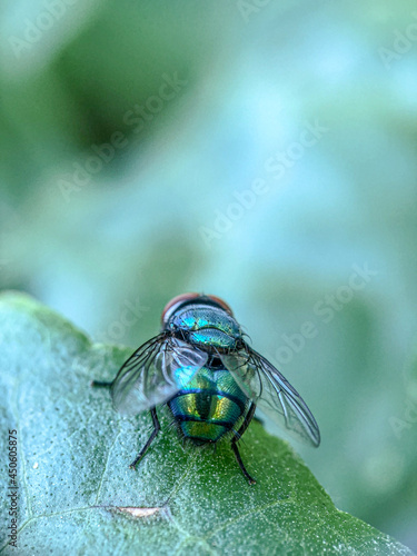 macro of green bottle fly extending it's hairy tongue

