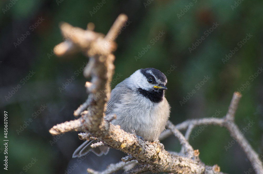 Obraz premium Close up of a Mountain Chickadee