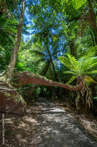 Really Bent Tree Fern vert