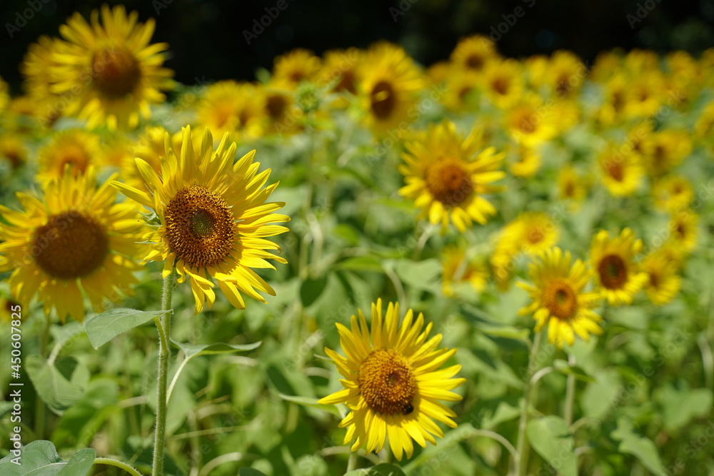 Many sunflowers are blooming under the blue sky in Japan in 2021.