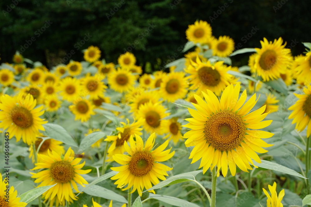Many sunflowers are blooming under the blue sky in Japan in 2021. Many sunflowers are blooming under the blue sky in Japan in 2021.