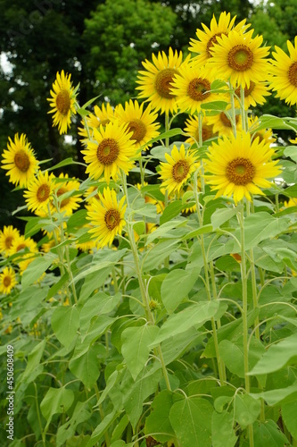 Many sunflowers are blooming under the blue sky in Japan in 2021.