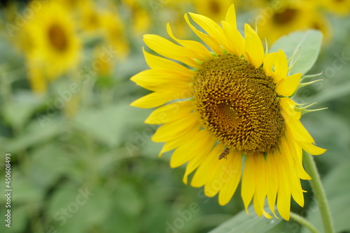 Many sunflowers are blooming under the blue sky in Japan in 2021.