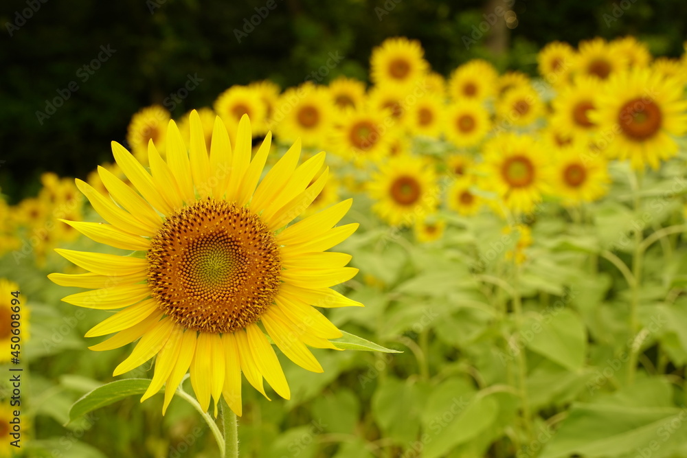 Many sunflowers are blooming under the blue sky in Japan in 2021.