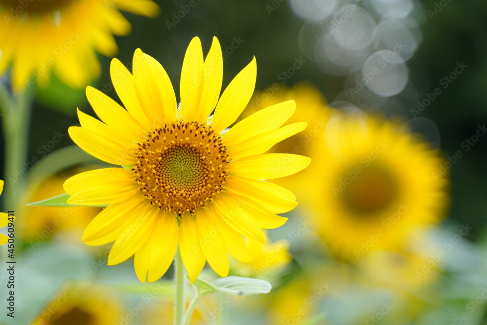 Many sunflowers are blooming under the blue sky in Japan in 2021. Many sunflowers are blooming under the blue sky in Japan in 2021.