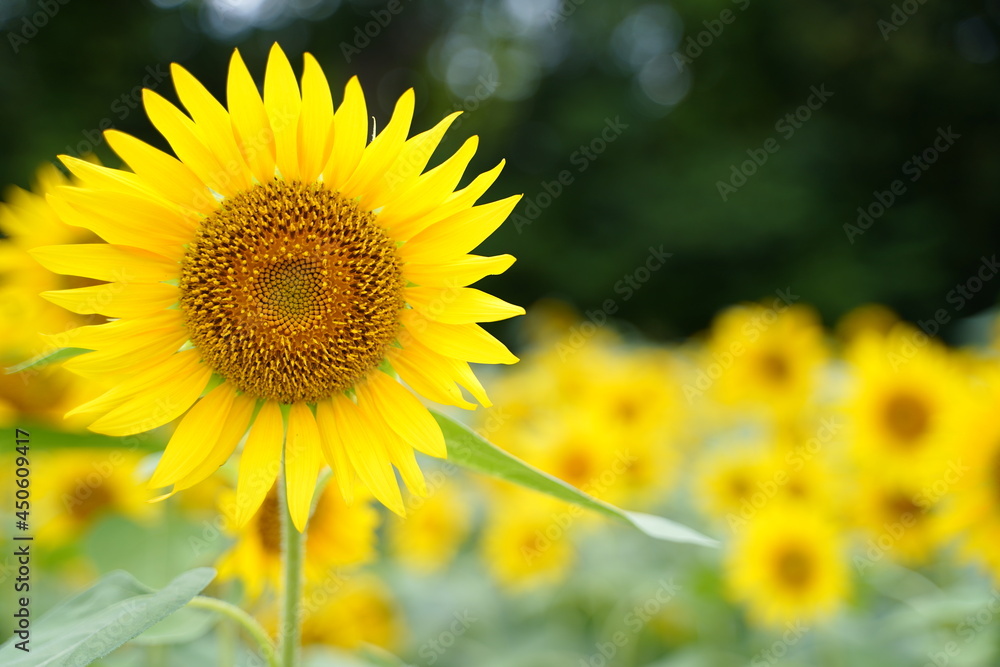 Many sunflowers are blooming under the blue sky in Japan in 2021. Many sunflowers are blooming under the blue sky in Japan in 2021.