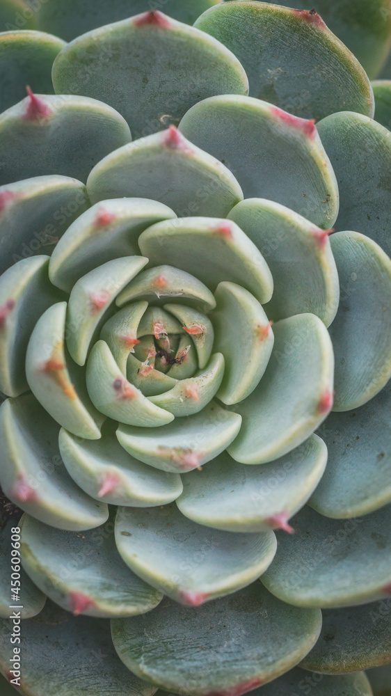 Fototapeta premium Detail of Echeveria, beautiful succulent plant