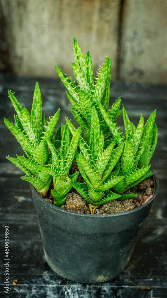 Beautiful clump of Aloe juvenna with wooden background Beautiful clump of Aloe juvenna with wooden background
