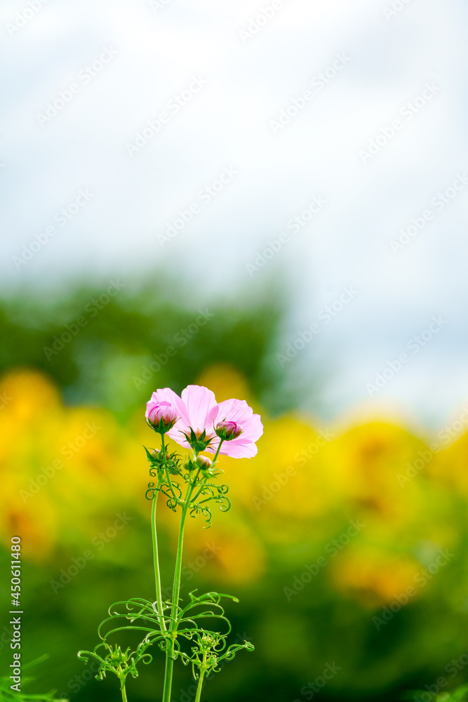 Obraz premium 向日葵畑を見つめるように佇む一輪の秋桜